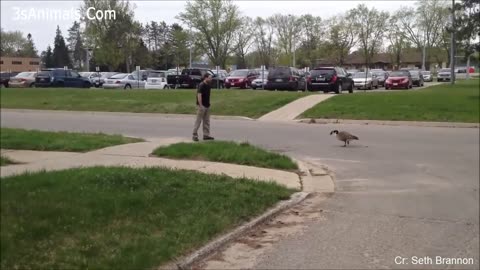 Animal Antics: When Creatures Turn Pranksters!"