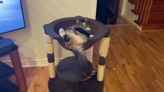 Cat enjoying his cat bucket