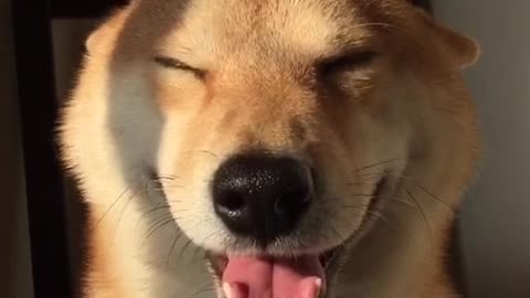 Shiba like head scratches