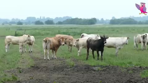 Cow video cow mooing