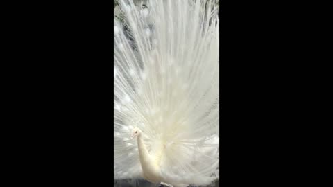 beautiful white peacock - Impressive