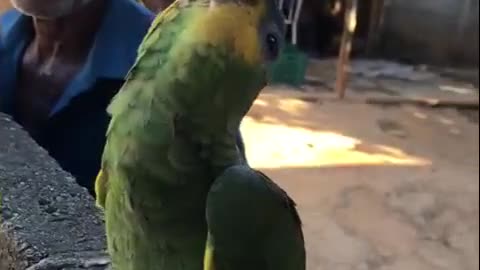 parrot drinking beer
