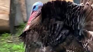 Turkey bird funny dance