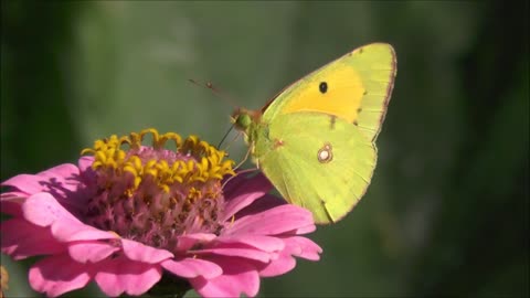 Beautiful green butterfly with rose - the world of butterflies - the world of animals