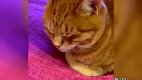 funny animal, funny dog and cat video