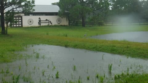 Spring Peepers during the rain here at Venus Ranch