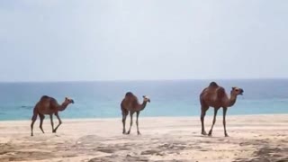 Camels beach Walk Baby !!!