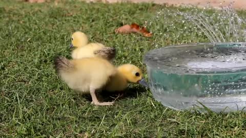 ducklings, cute animal pets
