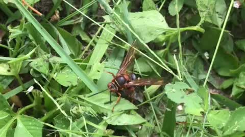 cicada hawk