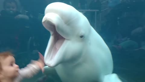 Beluga Whale is AMAZED by Tricks! - Funny Aquarium | Belly Flops and Backflips