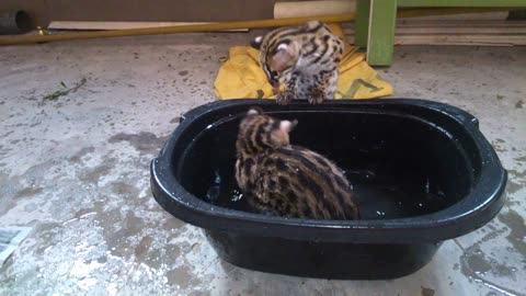 Wild Asian Leopard Cubs Play In Water For The First Time