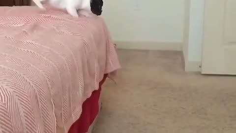 gymnastic flexible dog