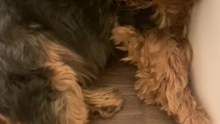 Cute Yorkie dog sleeps on toilet get mad when woken up