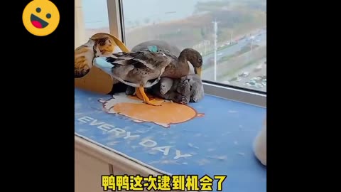Funny video 😂😂😂#shortclip# duck and cat