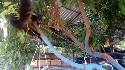 Two kittens playing lively in the tree