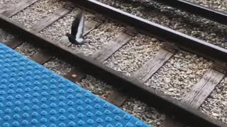 Pigeon stands on train track and almost gets hit by train