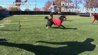 Coolwag Super Dog Bowl Starting Line Up featuring Pixie, Roxy and Sawyer