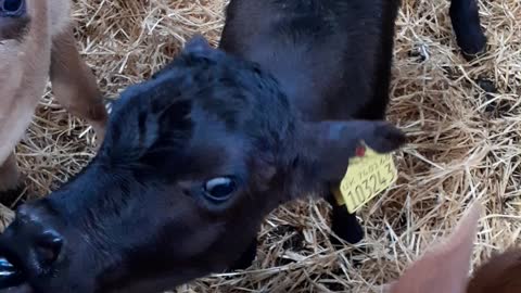 Cute calf drinking milk