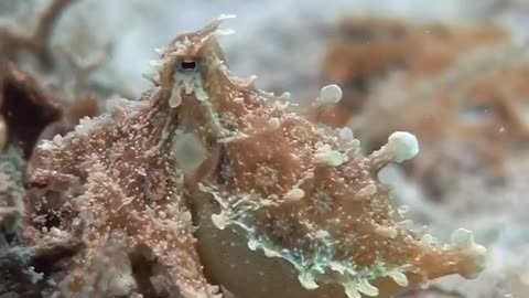 Blue-Ringed Octopus