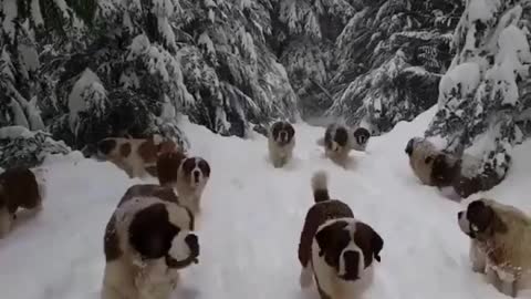 dogs playing in snow happily