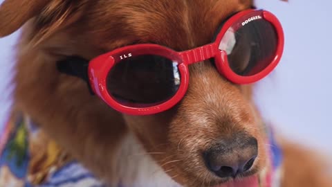 Super Funny Dog Videos #4 | Chihuahua TV