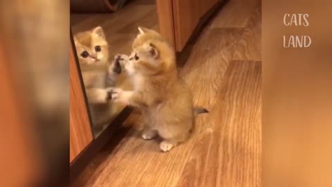 Mirror and two kittens