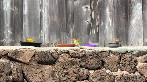 # Back Yard Birds Hawaii