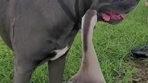 Garth the dog and a goose make adorable yet unlikely animal friends | USA