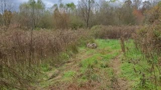 Red tailed hawk release