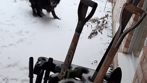 2 Dogs Playing in the Snow