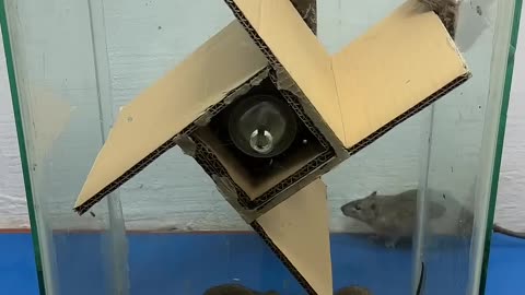 Best mouse trap idea-- good rat trap at home 2024 #rattrap #rat #mousetrap