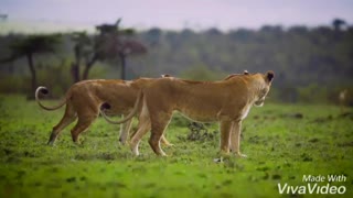 Tigers on a stroll