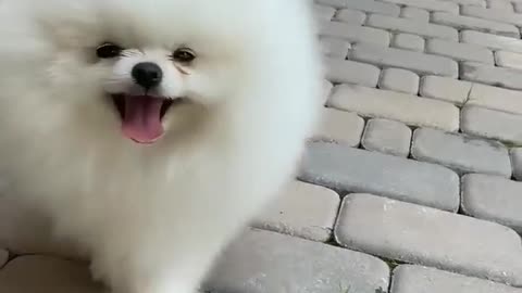 Cute dog short video