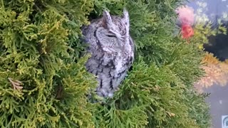 Cool owl in bush
