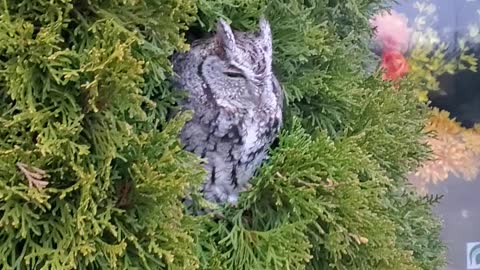 Cool owl in bush