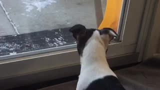 Black white dog behind glass door trying to get squirrel on other side