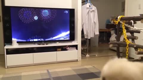 Dog barks at the Fireworks on TV