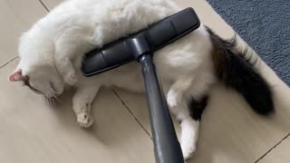 Cat Loves the Vacuum Cleaner