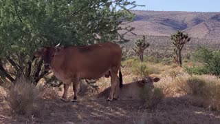 Animal Friends Keep Cool Cute