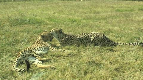 Lovely affection between these two cheetah