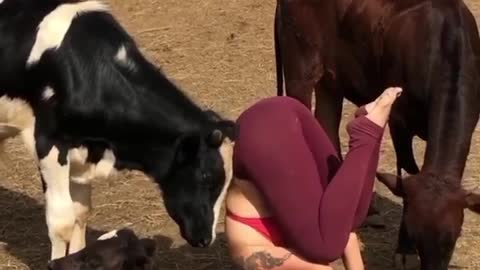 Cows Are very caring and loyal Animals