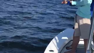 Tampa Bay Inshore Grouper