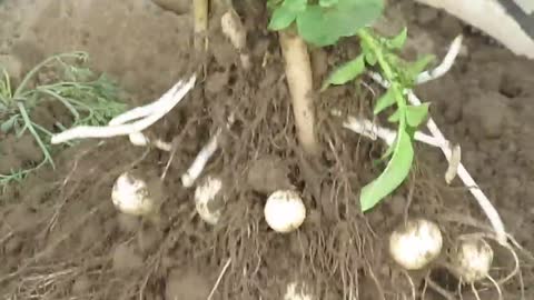 Potato 25 tons per Acre in making 2013 14 Pantnagar university Trial with Abhiram Veer Field CH 3