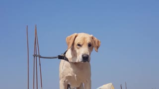 The cutest labrador of all time. MEET TYSON