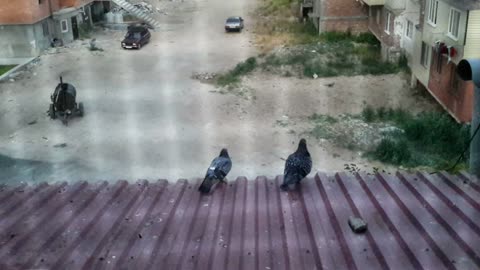 Pigeons in love.