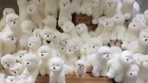 I'm so confused today. cute puppy video