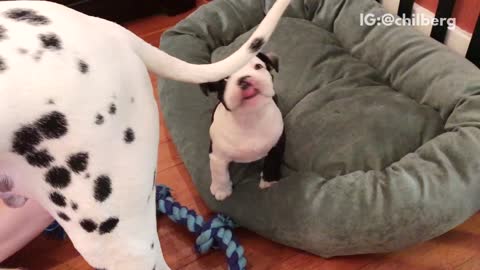 Black spotted puppy tries to bite larger dalmation dogs tail