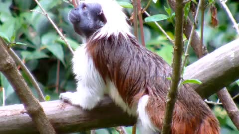 Cotton top tamarin.