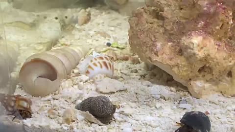 Busy corner of the tank
