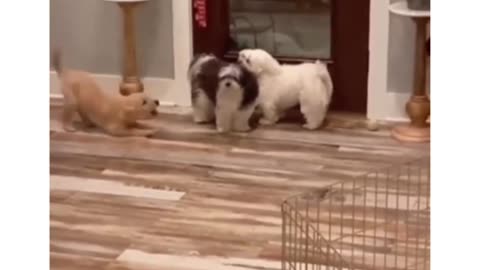 Puppy pranking siblings 😂✨